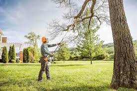 Professional Tree Services in Encinal, TX