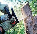 Best Fruit Tree Pruning  in Encinal, TX