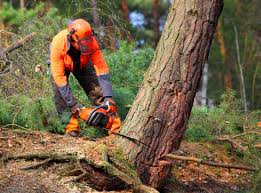 How Our Tree Care Process Works  in  Encinal, TX