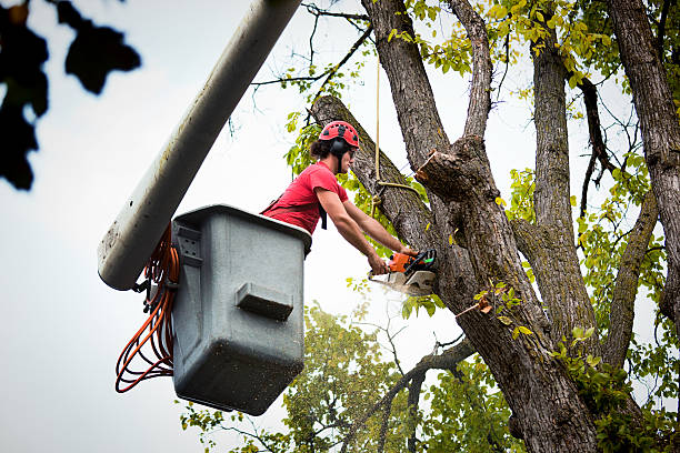 Best Utility Line Clearance  in Encinal, TX