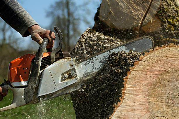 Best Tree Health Inspection  in Encinal, TX