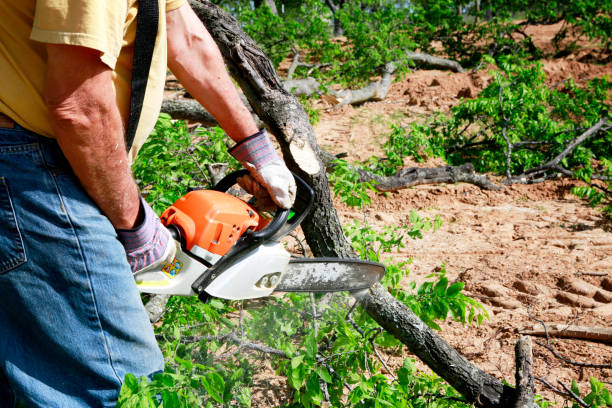 Best Tree Disease Treatment  in Encinal, TX
